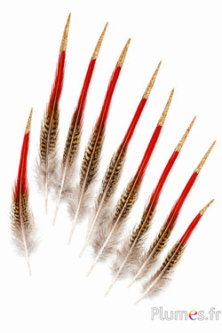 Goudfazant staart glitters goud - 12-16 cm - natuurlijk rood